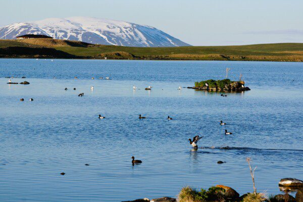 Näköala Mývatn-järvelle Pohjois-Islannissa, ympärillä kauniit maisemat ja laavat muodostelmat.